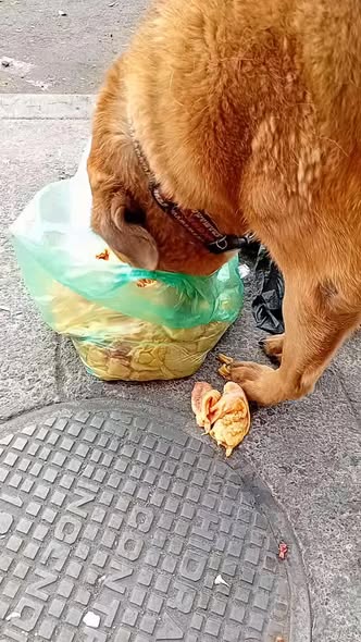 Foto del avistamiento de perro