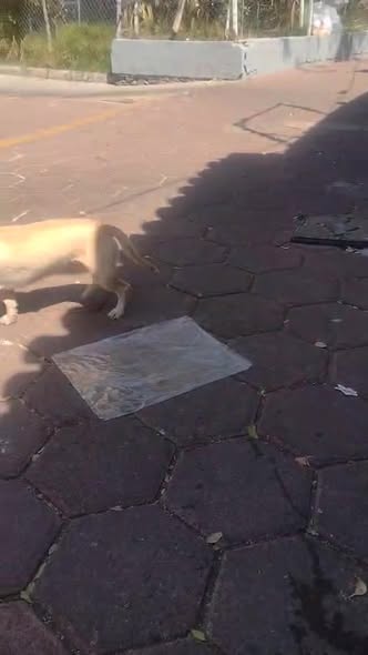 Foto del avistamiento de perro