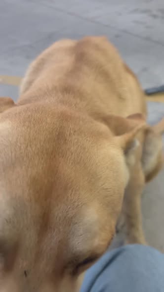 Foto del avistamiento de perro