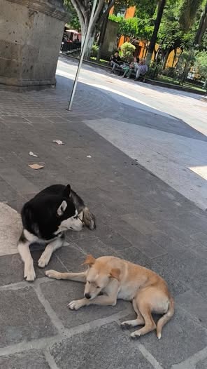 Foto del avistamiento de perro