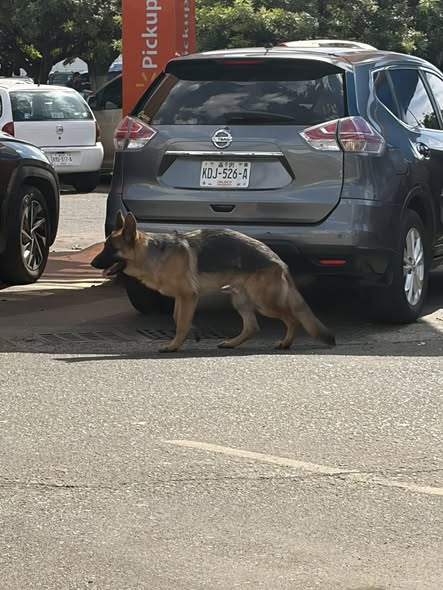 Foto del avistamiento de perro