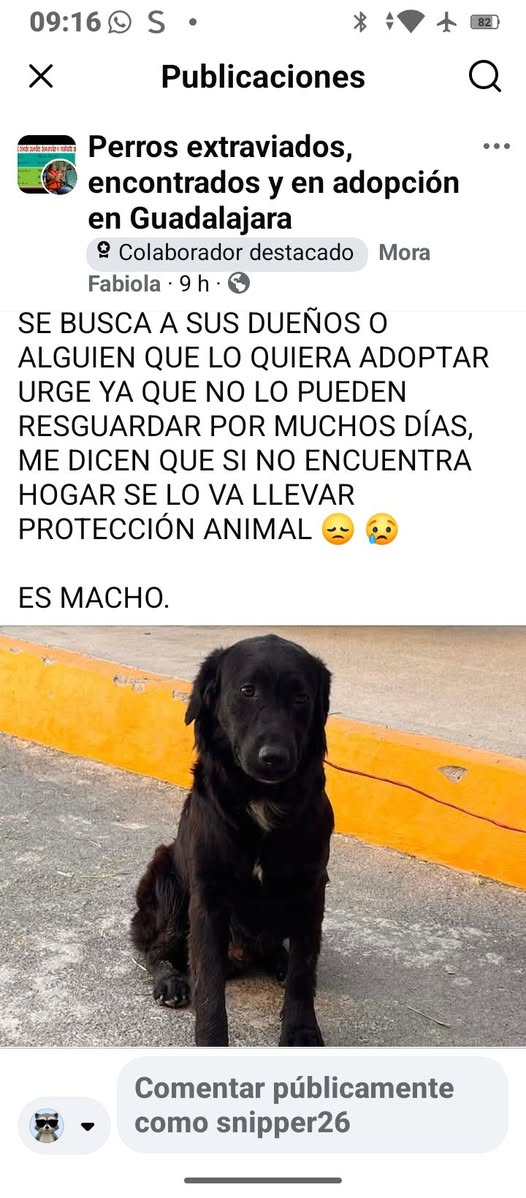 Foto del avistamiento de perro