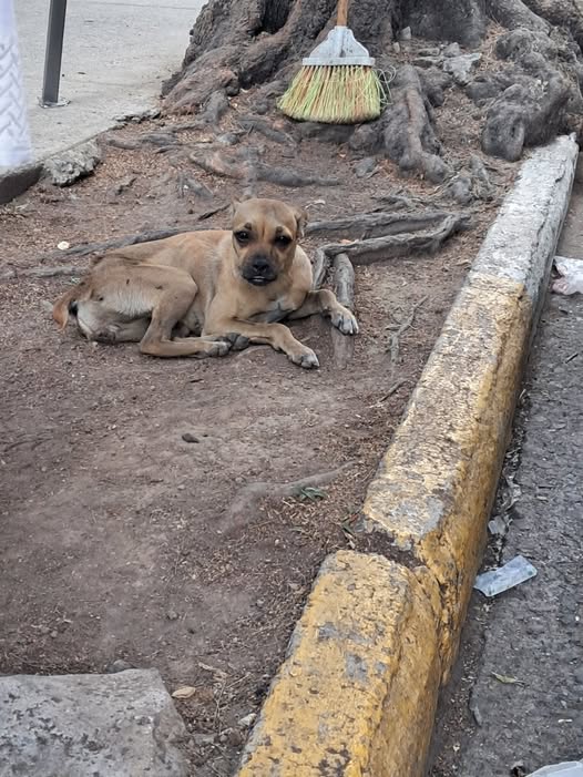 Foto del avistamiento de perro