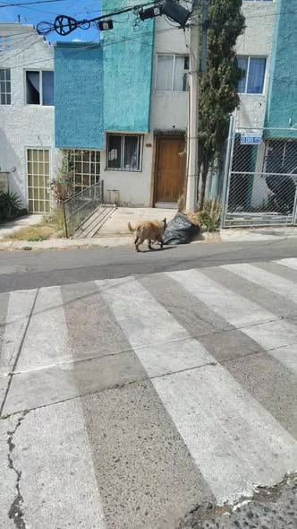 Foto del avistamiento de perro