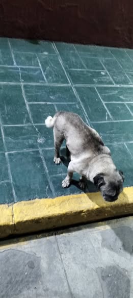 Foto del avistamiento de perro