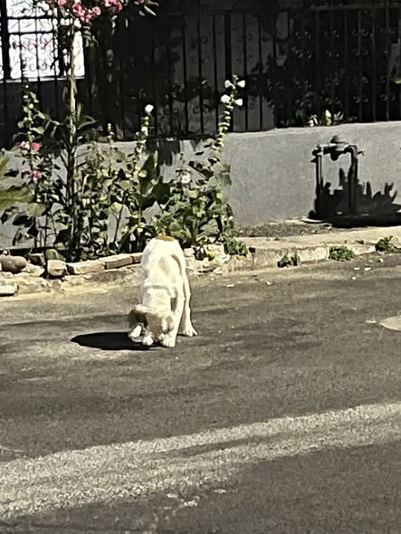 Dog sighting photo