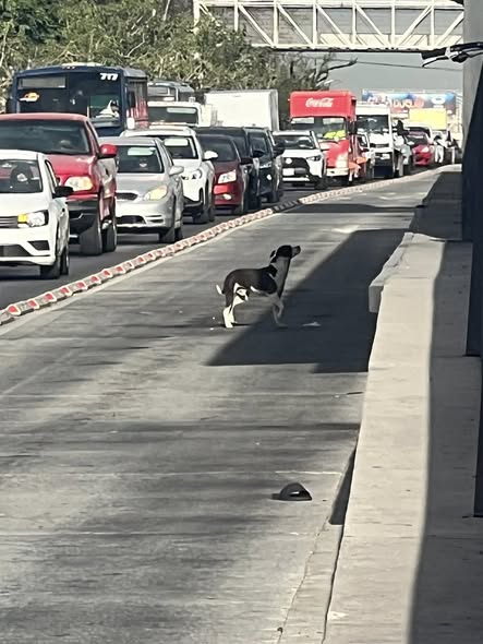 Foto del avistamiento de perro