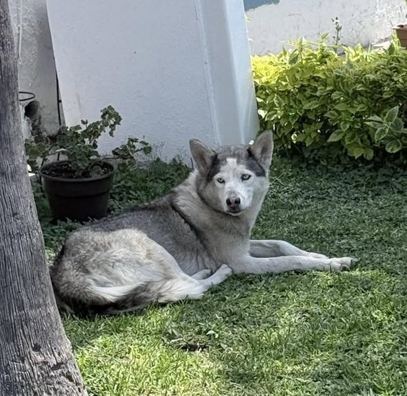 Foto del avistamiento de perro