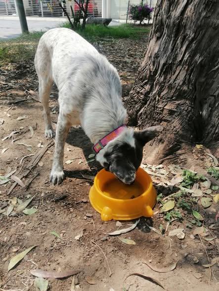 Foto del avistamiento de perro