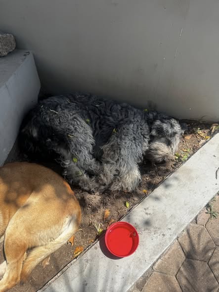 Foto del avistamiento de perro