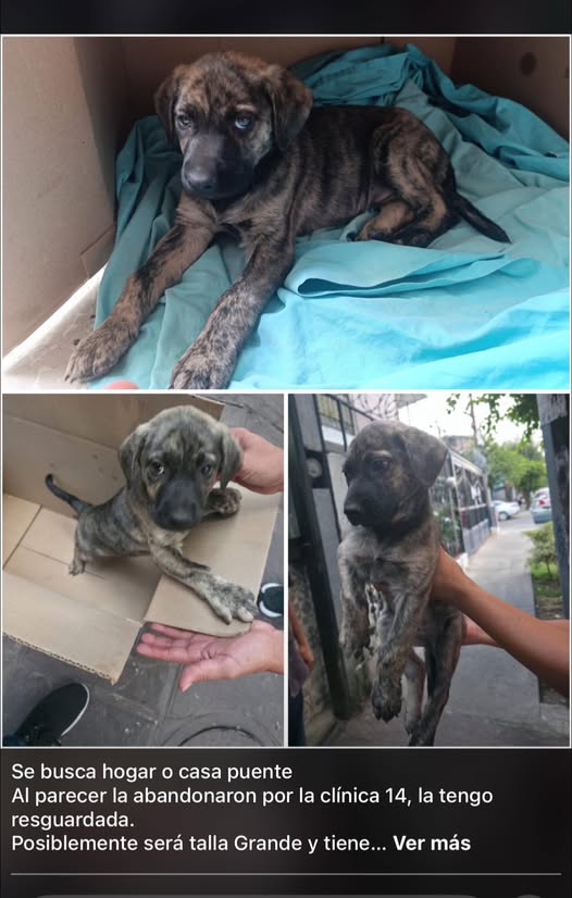 Foto del avistamiento de perro