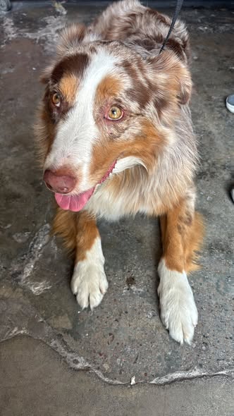 Foto del avistamiento de perro