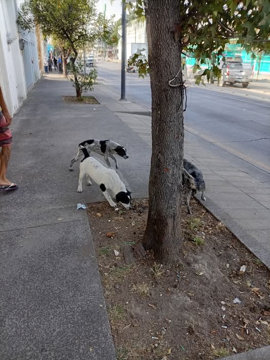 Foto del avistamiento de perro