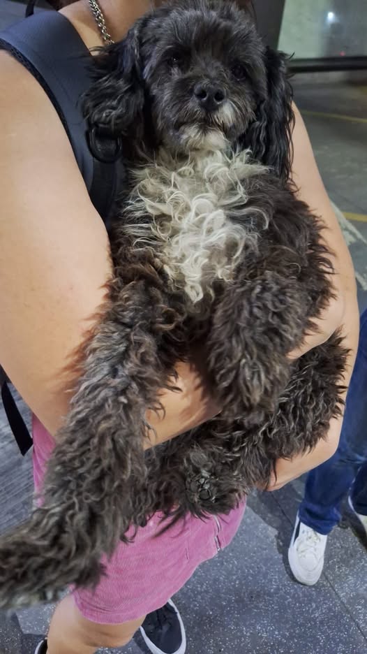 Foto del avistamiento de perro