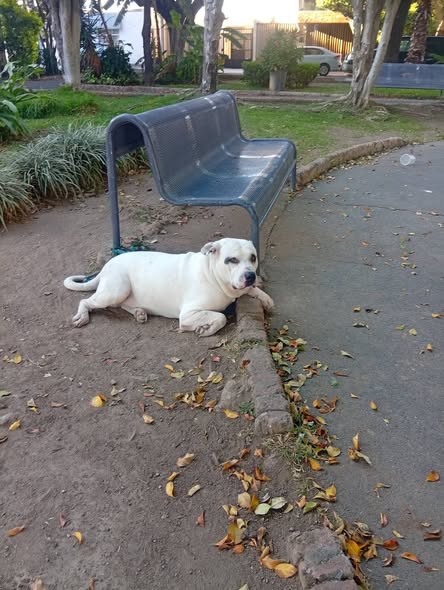 Foto del avistamiento de perro