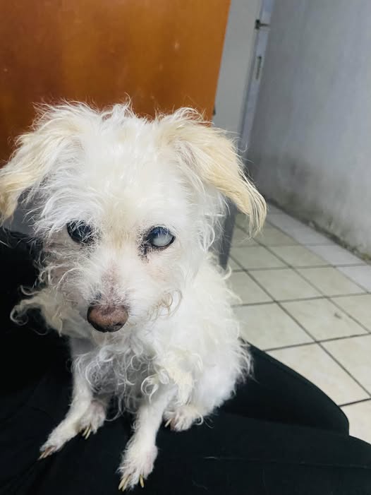 Foto del avistamiento de perro