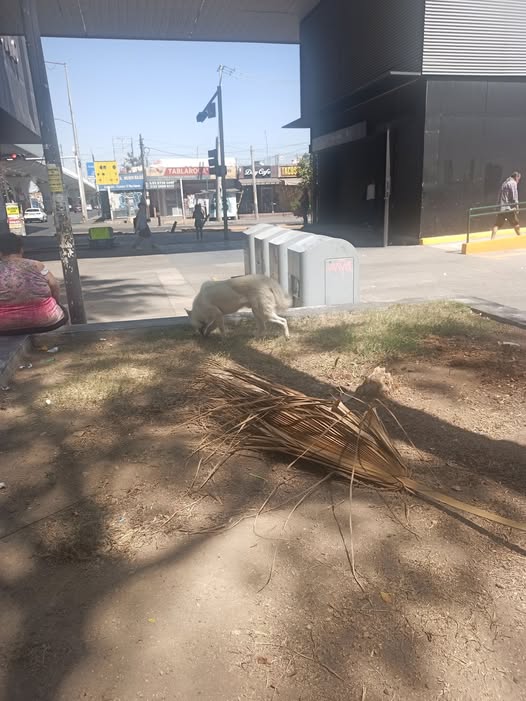 Foto del avistamiento de perro