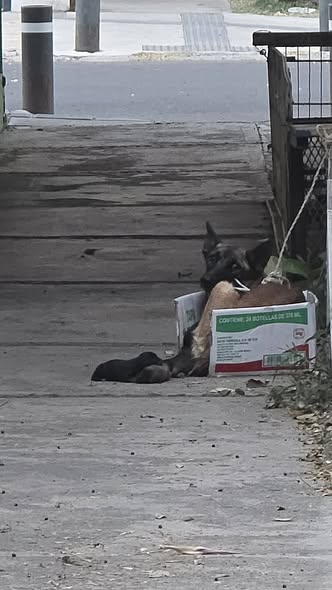 Foto del avistamiento de perro