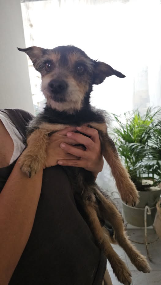 Foto del avistamiento de perro