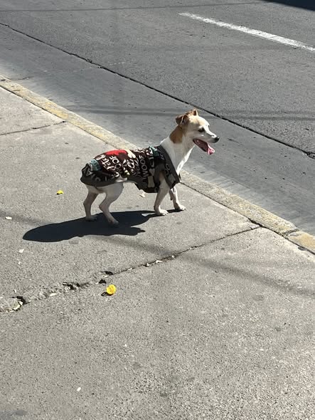 Foto del avistamiento de perro