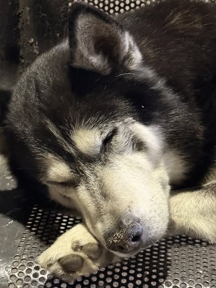 Foto del avistamiento de perro