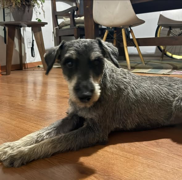 Foto del avistamiento de perro