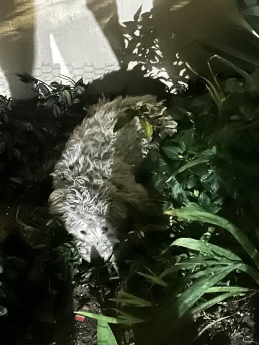 Foto del avistamiento de perro