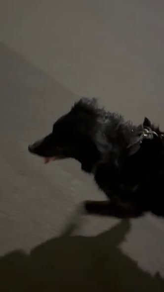 Foto del avistamiento de perro