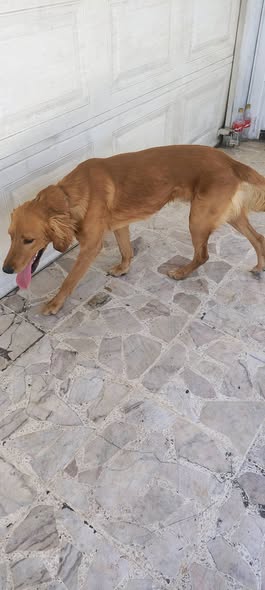 Foto del avistamiento de perro