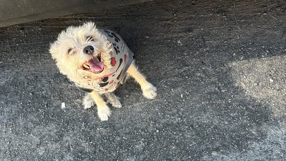 Foto del avistamiento de perro