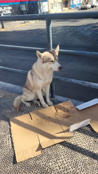 Foto del avistamiento de perro