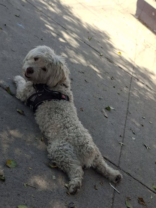 Foto del avistamiento de perro