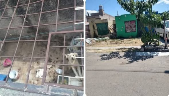 Foto del avistamiento de perro