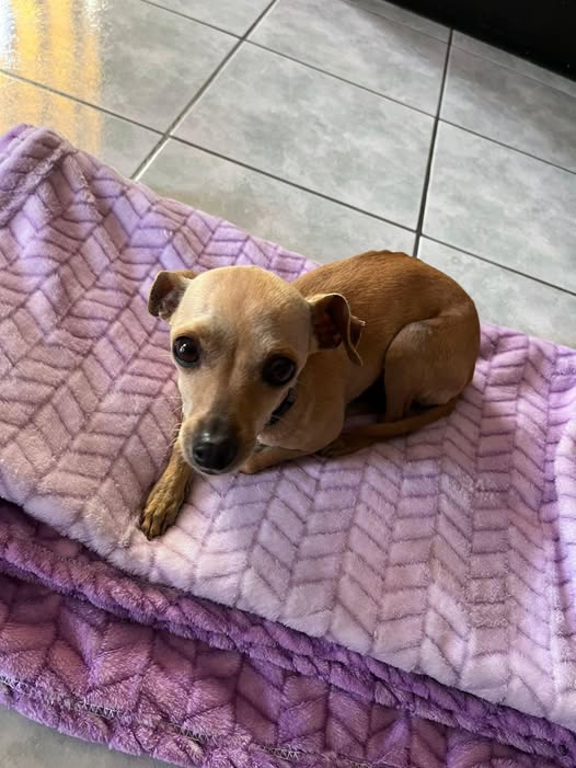 Foto del avistamiento de perro