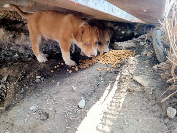 Foto del avistamiento de perro
