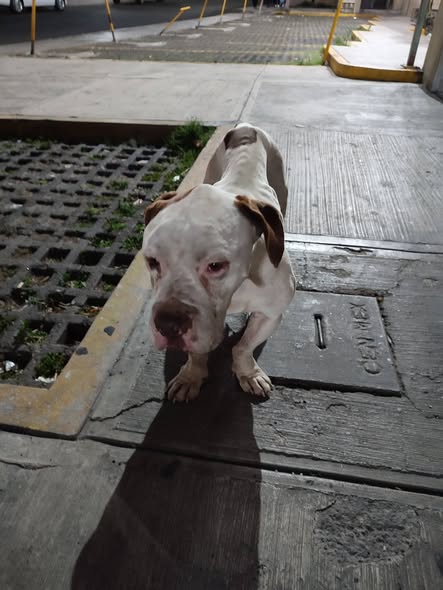 Foto del avistamiento de perro