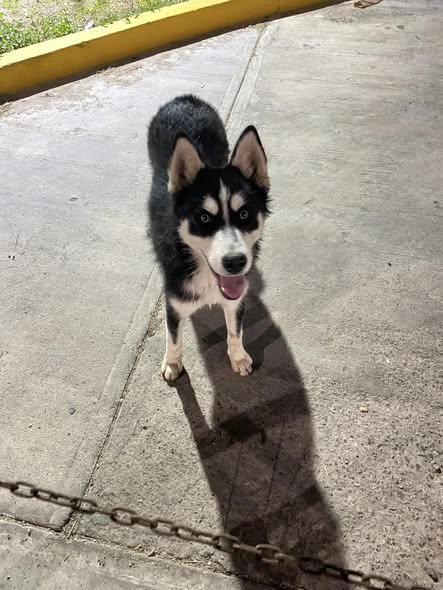 Foto del avistamiento de perro