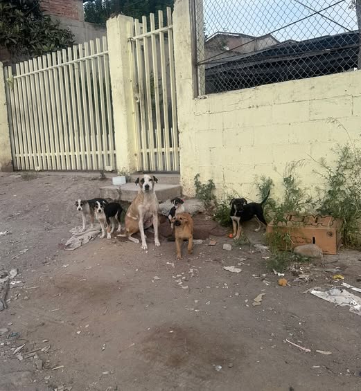 Foto del avistamiento de perro