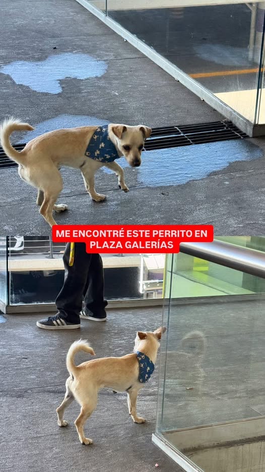 Foto del avistamiento de perro