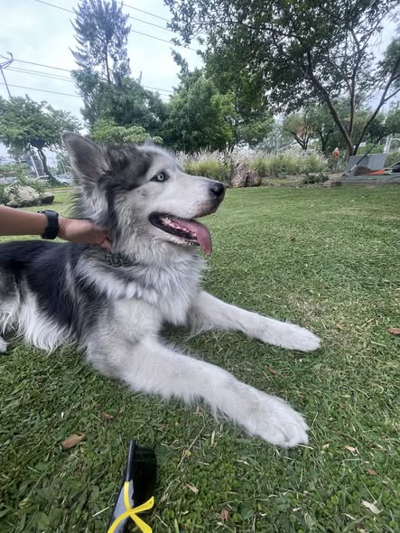 Foto del avistamiento de perro