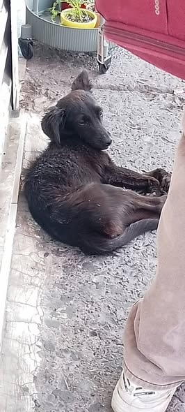 Foto del avistamiento de perro
