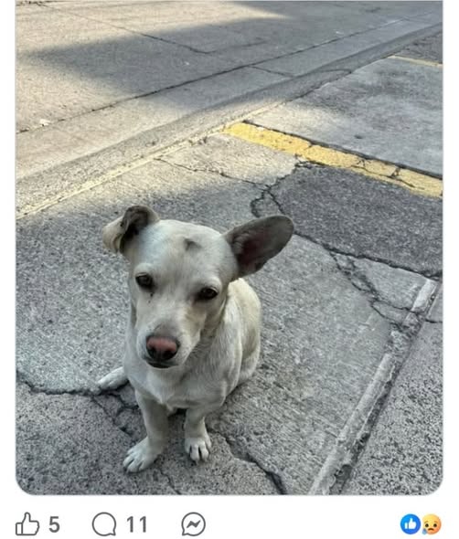 Dog sighting photo