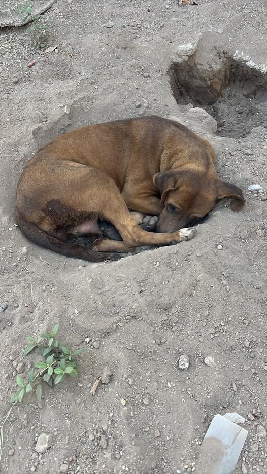 Foto del avistamiento de perro