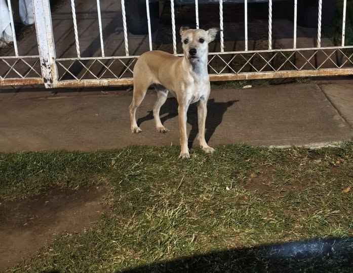 Dog sighting photo