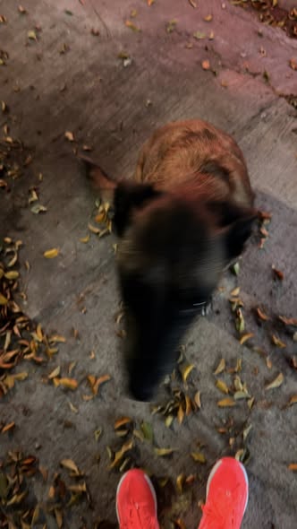 Dog sighting photo