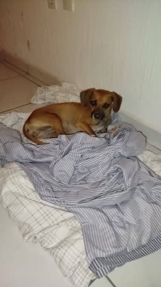 Dog sighting photo