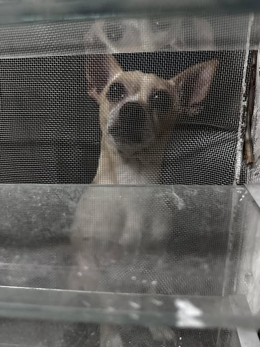 Foto del avistamiento de perro