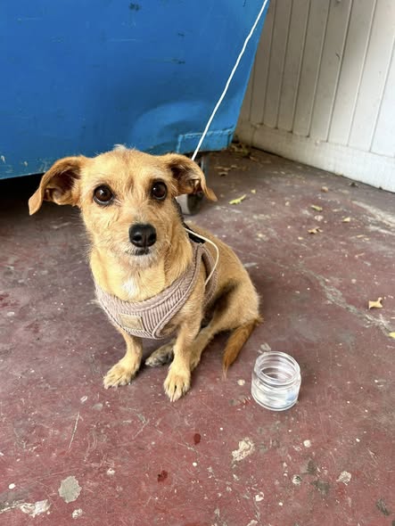 Foto del avistamiento de perro