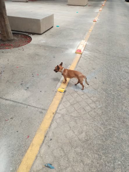 Foto del avistamiento de perro
