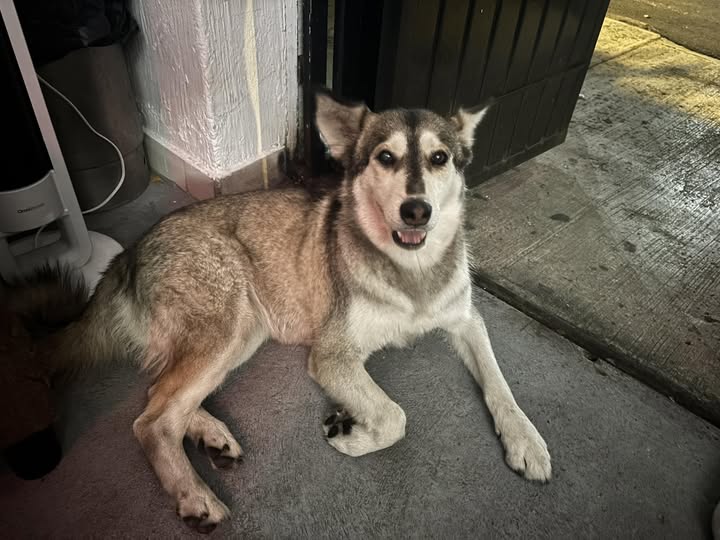 Foto del avistamiento de perro